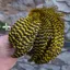 Whiting Exclusive Grizzly Hen Cape in Yellow